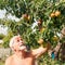 A man is engaged in harvesting pears