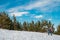 A man is engaged in skituring on split snowboarding. A man walks against a background of spruce forest