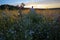 Man enjoying Spring sunset on field. The Urals landscape