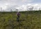 Man enjoys swamp landscapes, hike in swamp with snowshoes, traditional mire plants, swamp background, bog texture