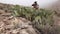 A man examines desert cactus plants. Strawberry hedgehog cactus, straw-colored hedgehog Echinocereus stramineus