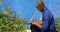 Man examining blueberries in blueberry farm 4k