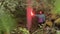 Man explorer standing among the green trees and holding red burning signal flare to be found by someone. Stock footage