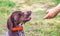 A man extends his hand to a dog breeds german shorthaired pointer _