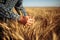 Man farmer checking the quality of wheat grain on the spikelets at the field. Male farm worker touches the ears of wheat