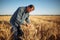 Man farmer checking the quality of wheat grain on the spikelets at the field. Male farm worker touches the ears of wheat