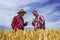Man and farmer checks wheat. Wheat is ready for harvest