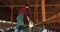 Man farmer giving fresh hay to goat standing barn stall. Farm employee feeding cattle herd in farmland. Man caring