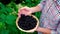 A man farmer harvests blackberries in the garden. Selective focus.