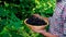 A man farmer harvests blackberries in the garden. Selective focus.