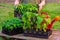 A man farmer holds boxes with tomato seedlings in his hands, pepper seedlings in pots on the table, close-up outdoors