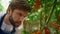 Man farmer inspecting tomatoes cultivation in summer green farmland portrait