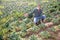 Man farmer in mask checking damaged cabbage