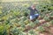 Man farmer in mask checking damaged cabbage