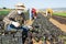 Man farmer picking red komatsuna leaf greens