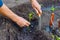 Man farmer planting pepper seedlings in garden outdoors