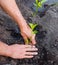 Man farmer planting pepper seedlings in garden outdoors