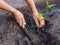 Man farmer planting pepper seedlings in garden outdoors