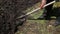 Man farmer, shovel, digging a garden, dissecting the ground, on a sunny day