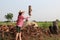 Man farmer throwing timber into the firewood stack at the sugarcane farm and wearing a straw hat