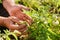 Man Farmer Tomato Field Showing Millepede Bug On Leaf