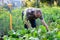 man farmer working in estate garden