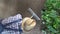 Man farmer working with rake in vegetable garden, raking the soil near a cucumber plant, top view and copy space