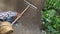 Man farmer working with rake in vegetable garden, raking the soil near a cucumber plant, top view and copy space