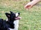 Man feeding Black and white collie on the grass