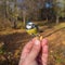 Man feeding bluetit