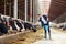 Man feeding cows with hay in cowshed on dairy farm