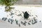 A man is feeding doves and ducks on the frozen river bank in a small old town in winter