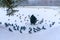 A man is feeding doves and ducks on the frozen river bank in a small old town in winter