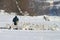 Man feeding flock of mute swans on winter day