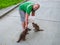 The man is feeding raccoons. Domestication of wild animals.