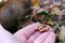 Man feeding a red squirrel nuts