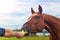 Man feeding vegetables a bay horse from his hands in summer on pasture,