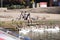 man feeding water birds including ducks, pigeons and swans