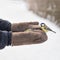 A man feeds birds in the park in cold winter, a titmouse flew to the feeder, with kindness and care for wild birds