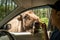 Man feeds Bison through the car window