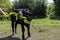 Man feeds black young bull on lawn in front of forest on sunny summer day. Close-up.