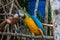 Man feeds blue-and-yellow macaw Ara ararauna bread crumb. This parrots inhabits forest, woodland and savannah of South America.