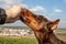 Man feeds doberman dobermann brown-and-tan dog treat on a sunny day close-up. Hand and dog head in the frame. Horizontal