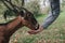 A man feeds a domestic reddish-brown goat from his hand. Country life outside the city, farm animals.