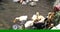 Man feeds the ducks with his hand around the lake in summer. Close-up.