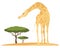 Man feeds giraffe at zoo. Illustration for internet and mobile website