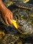 A man feeds a green sea turtle Chelonia mydas with papaya