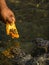 A man feeds a green sea turtle Chelonia mydas with papaya