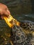 Man feeds a green sea turtle Chelonia mydas with a piece of papaya. It also known as the green, black sea or Pacific green