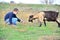 A man feeds a horned goat grass from the hand to the ranch